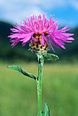 Centaurea nigrescens