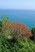 Spurge (Euphorbia dendroides)