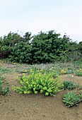 Spurge (Euphorbia terracina)