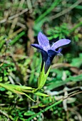 Gentiana ciliata