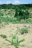 Phleum arenarium