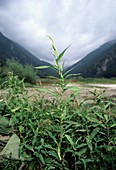 Polygonum lapathifolium