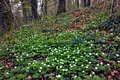 Wood Anemone (Anemone nemorosa)