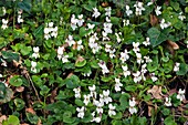 Sweet Violet (Viola odorata)