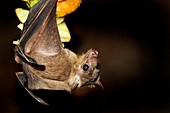 Egyptian rousette bat
