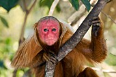 Red bald uakari in a tree