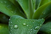 Agave with raindrops