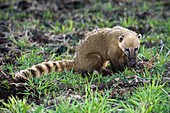 South American coati foraging