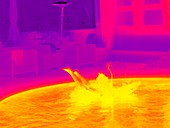 Swimmer diving into a pool,thermogram