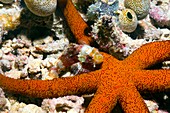 Luzon starfish and scorpionfish