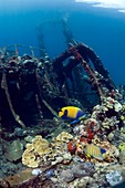 Kasi Maru shipwreck and fish