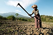 Elderly female farmer,Timor-Leste
