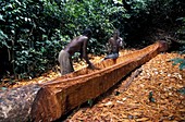 Congo log canoe