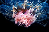 Lion's mane jellyfish