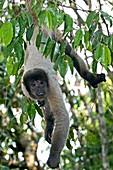 Gray woolly monkey