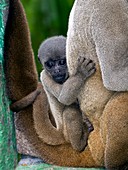 Gray woolly monkey baby