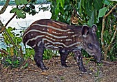 Young Brazilian tapir