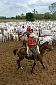 Brazilian cowboys herding cattle