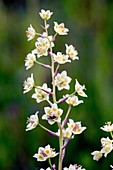 Death Camas (Anticlea elegans)