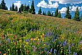 Wildflower meadow