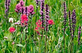 Rosy Paintbrush (Castilleja rhexifolia)