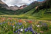 Alpine flowers in Rustler's Gulch,USA