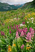 Wildflower meadow