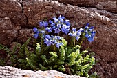 Sky Pilot (Polemonium viscosum)