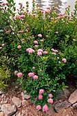 Rosy Spirea (Spiraea splendens)