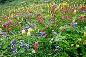 Wildflower meadow