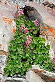 James' Saxifrage (Telesonix jamesii)