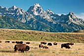 Herd of American Bison
