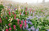 Alpine flowers in Washington,USA