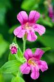 Purple Monkeyflower (Mimulus lewisii)