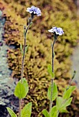 Veronica wormskioldii