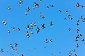 Flock of Northern Pintail ducks