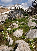 Wild Snowdrop (Galanthus elwesii)