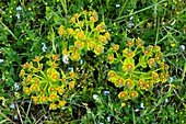 Mountain Spurge (Euphorbia myrsinites)