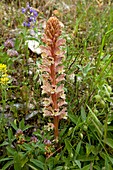 Thyme Broomrape (Orobanche alba)