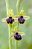 Orchid (Ophrys epirotica)