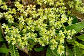 Annual Knawel (Scleranthus annuus)