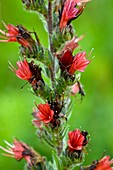 Bugloss (Echium russicum)