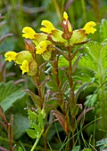 Hay Rattle (Rhinanthus minor)