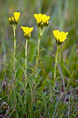 Yellow Flax (Linum flavum)