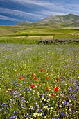 Wildflower fields