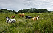 Cattle grazing in Suffolk