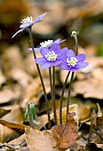 Liverleaf (Hepatica nobilis)