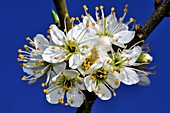 Blackthorn blossom