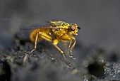 Male yellow dung fly