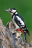 Male great spotted woodpecker